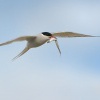 Rybak dlouhoocasy - Sterna paradisaea - Arctic Tern 2579
